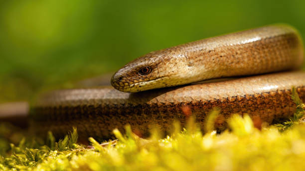 istock Close-up of deaf adder lying on a mossy ground in spring nature. 1307533674