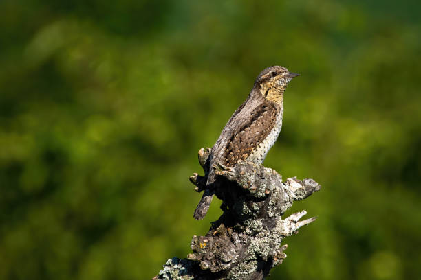 istock Eurasian wryneck sitting on a branch in spring nature 1307533743
