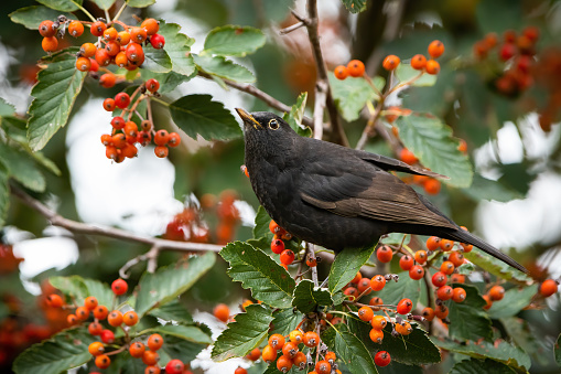Common blackbird feeding on rowan in autumn nature