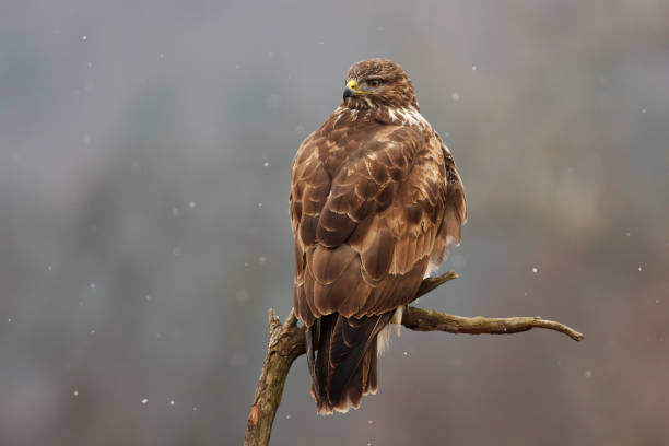 Majestic common buzzard sitting on branch in winter Majestic common buzzard, buteo buteo, sitting on branch in winter. Bird of prey resting on bough in snowing nature. Wild brown feathered predator looking on tree. eurasian buzzard photos stock pictures, royalty-free photos & images