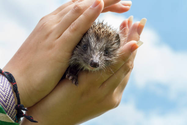 istock Little West European hedgehog in human hands 1307534574