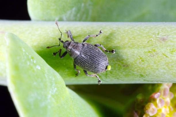 istock The cabbage seed pod weevil, Ceutorhynchus obstrictus (formerly called assimilis) is beetle from family Curculionidae. 1307535481