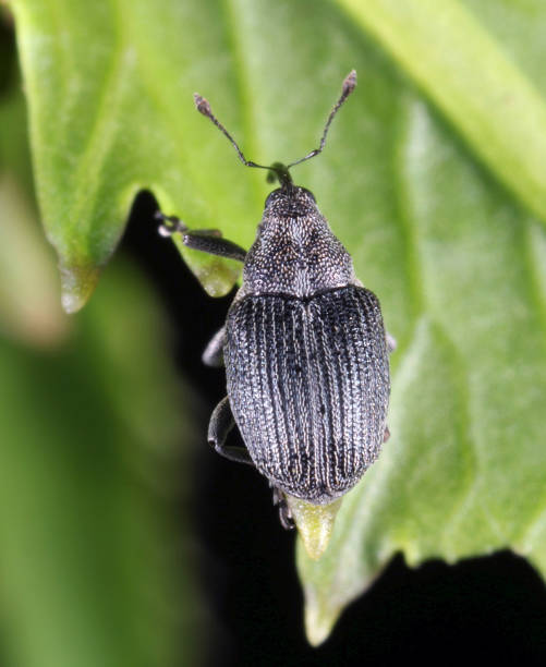 istock The cabbage seed pod weevil, Ceutorhynchus obstrictus (formerly called assimilis) is beetle from family Curculionidae. 1307535482