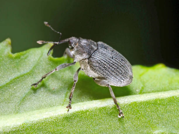 istock The cabbage seed pod weevil, Ceutorhynchus obstrictus (formerly called assimilis) is beetle from family Curculionidae. 1307535489