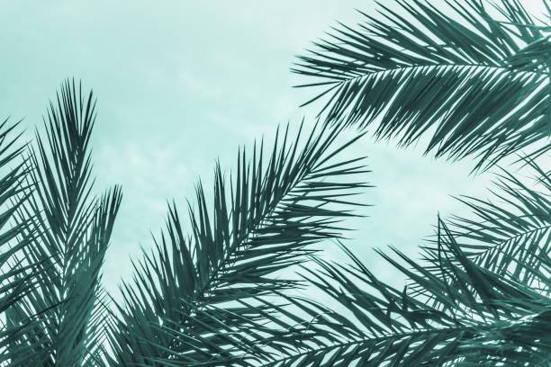 istock Tropical tourism paradise palms sunny summer sun turquoise sky 1307535565