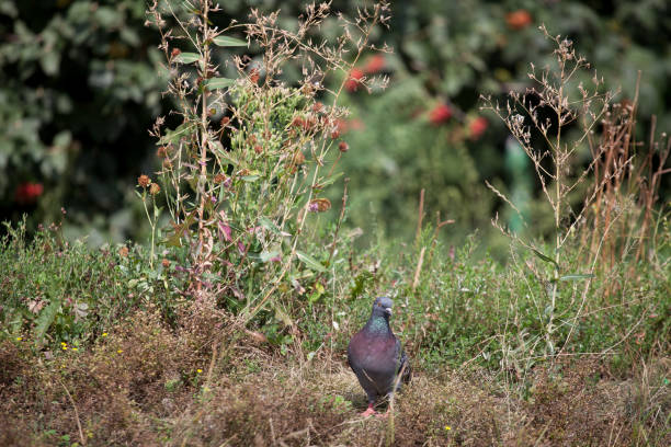 istock Pigeon among shrubs and grass in summer 1307535796