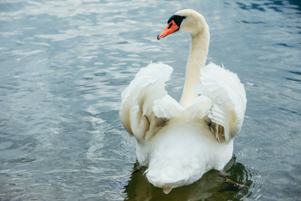 white swan swimming in blue lake water