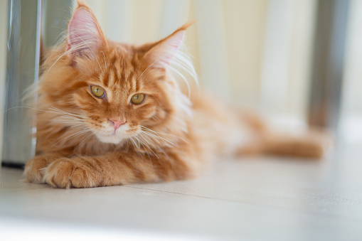 Fluffy red Maine Coon kitten playing lying on the floor. Space for text