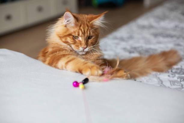 istock Wonderful red Maine Coon kitten playing with feather toy. Empty space 1307535900