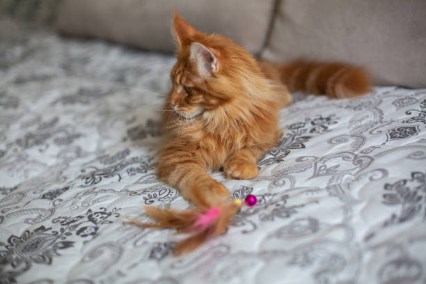 istock Awesome ginger Maine Coon cat playing with toy on a couch 1307535901