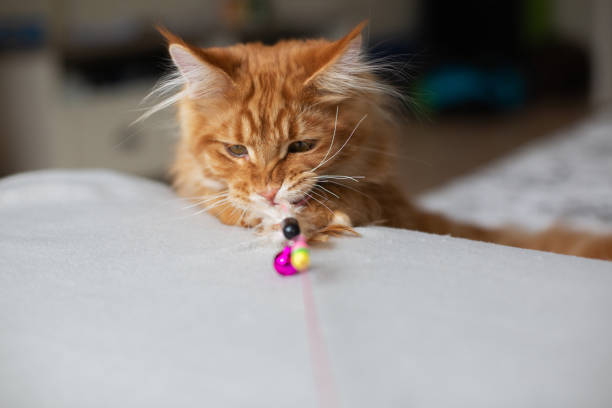 istock Funny red Maine Coon cat playing with feather toy. Empty space 1307535902