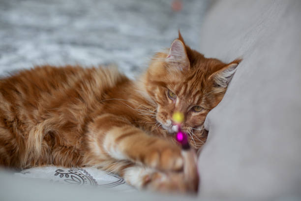 istock Wonderful ginger Maine Coon cat playing with feather toy 1307535903