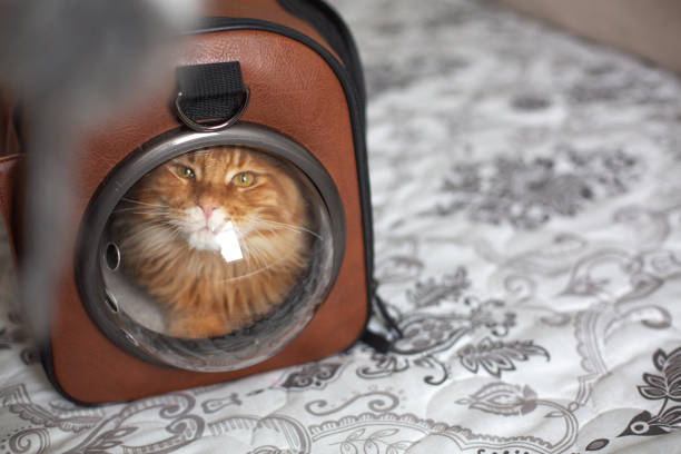 istock Funny red Maine Coon cat sitting in the purse with spherical window. Empty space 1307535912