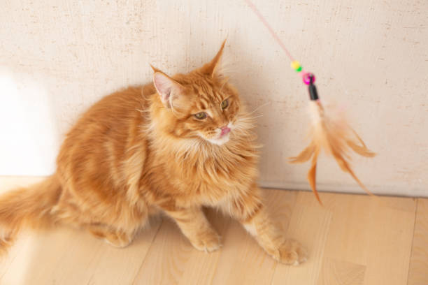 istock Funny red fluffy maine coon kitten playing with feather toy 1307535917