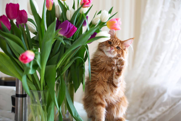 Lovely ginger mainecoon kitten playing with the tulips