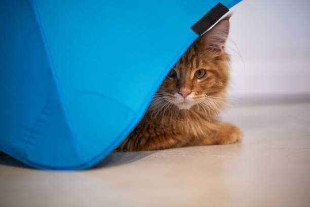 istock Lovely ginger mainecoon kitten sitting under the umbrella. Empty space 1307535922