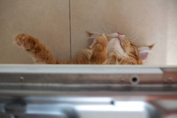 istock Adorable red tabby Mainecoon kitten lying on the floor 1307535926