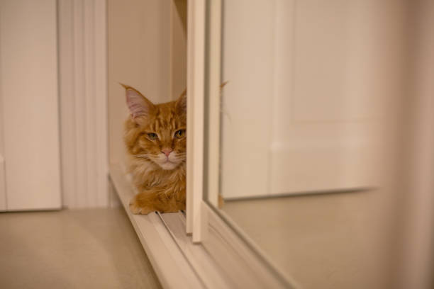 istock Lovely red mainecoon kitten sitting near the cupboard with mirror. Empty space 1307535934