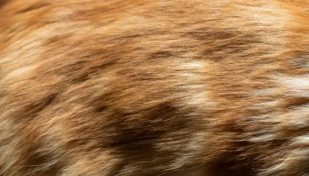 Closeup fragment of Maine Coon fur. Cat lying on the window sill with sun light