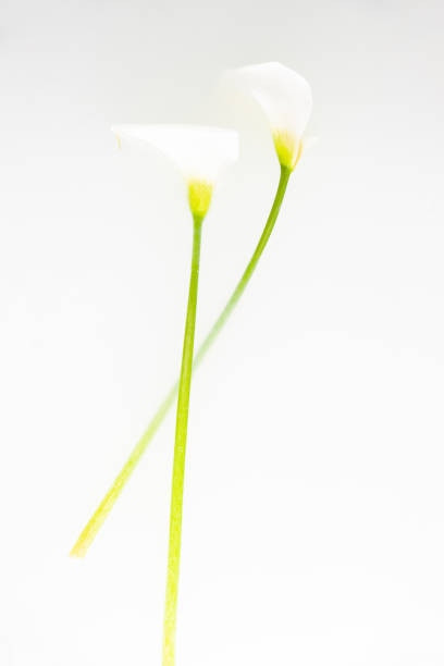 Close-up of centre of white arum or calla lily, shot from above against a black background