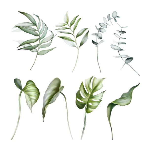 istock A set of green branches for greeting cards and compositions. Monstera leaves, eucalyptus, palm trees on a white background 1307538028