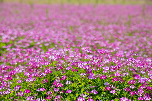 Wild flowers