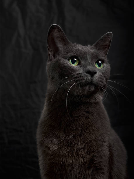 istock Dark gray cat on the black background 1307538970