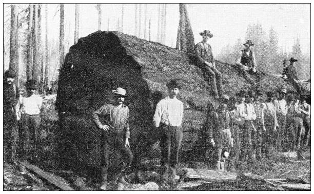 античная черно-белая фотография: гигантские деревья мира - lumber industry timber tree redwood stock illustrations
