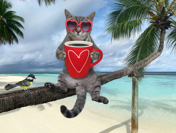 chat gris avec le café sur le palmier - coral break photos et images de collection