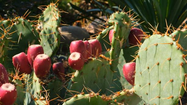 istock Blooming prickly pear cactus with red flowers 1307540191