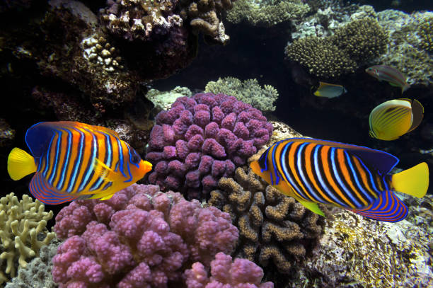istock Beautiful hard coral underwater photography 1307540197