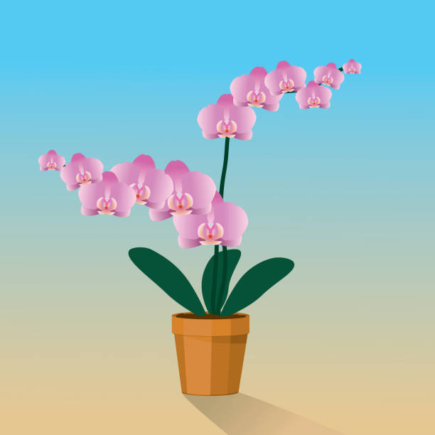 A pink Orchid A pink Orchidaceae plant in a terracotta pot phalaenopsis orchidee stock illustrations
