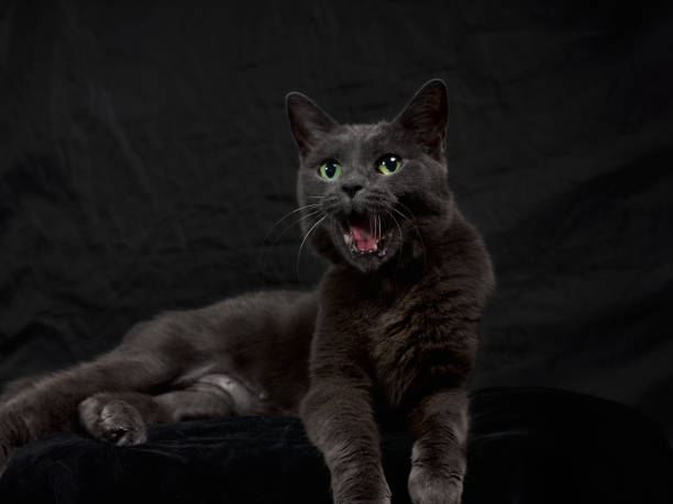 istock Dark gray cat on the black background 1307544256