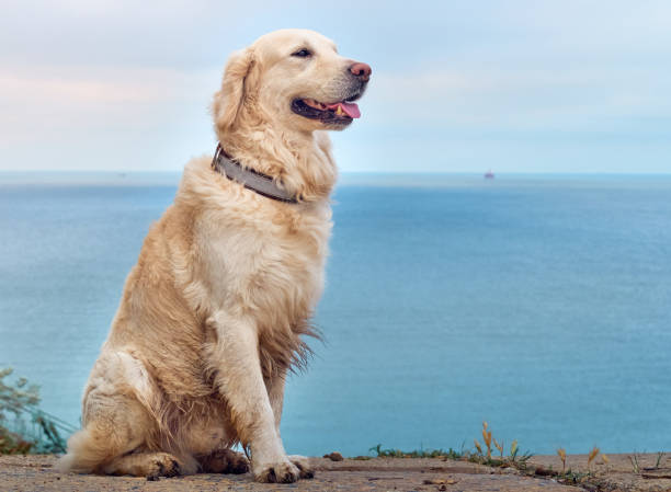 istock White retriever dog on the beach 1307544586