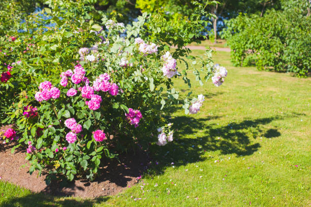 istock White and pink roses grow in a garden 1307544954