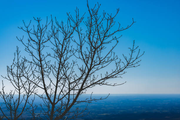 Particular view of a naked tree in front of a clear light blu sky