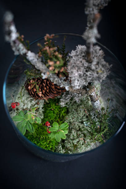 istock Natural forest materials in florarium - fir tree branches, cones and moss. 1307546947