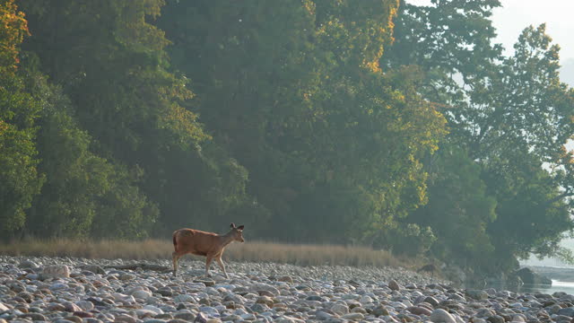 Sambar deer being alert on the banks of the Ramganga River in Jim Corbett National Park