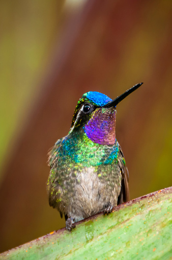 Hummingbird perched on a succulent leaf, Costa Rica