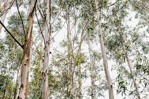 Trunks of young eucalyptus against white sky.