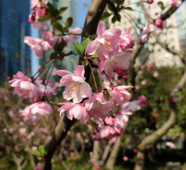 a bee on the pink malus spectabilis borkh in sunny afternoon
