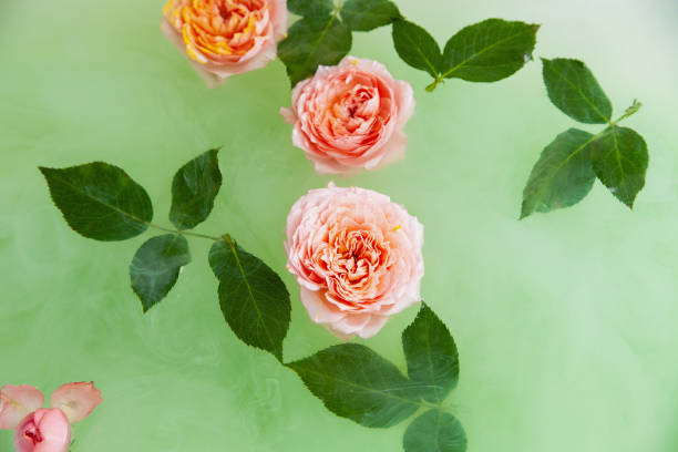 istock Buds of rose flower in water in bath 1307549726