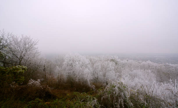 Scenic view of a frozen forest Vienna Woods, Niederösterreich, Perchtoldsdorf perchtoldsdorf stock pictures, royalty-free photos & images