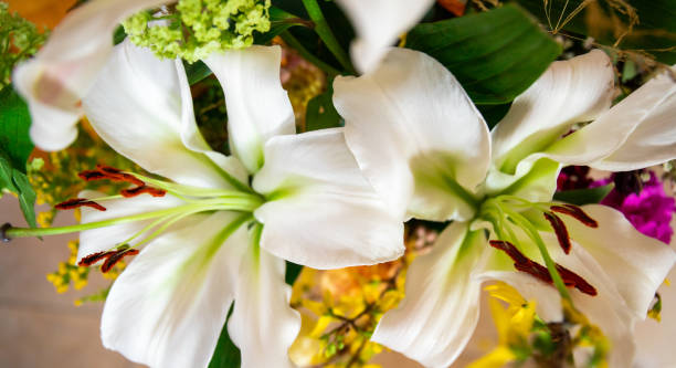 istock Cutout of two white lilies from a bouquet 1307549825