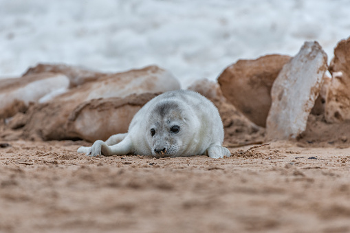 A single baby harp seal lays on a pan of sea ice