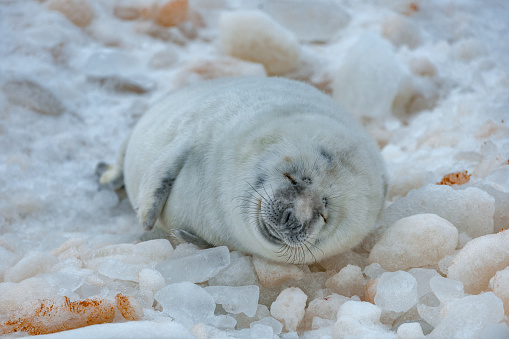 A single baby harp seal lays on a pan of sea ice