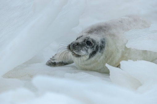 A single baby harp seal lays on a pan of sea ice