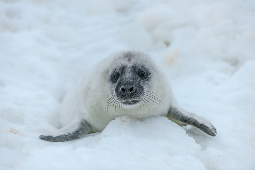 A single baby harp seal lays on a pan of sea ice