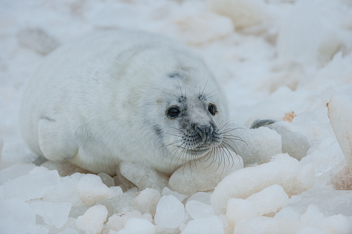 A single baby harp seal lays on a pan of sea ice