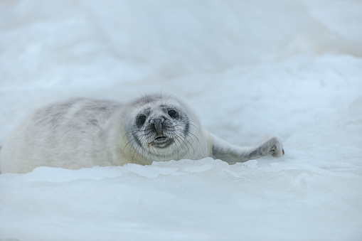 A single baby harp seal lays on a pan of sea ice